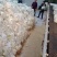 精品佛手瓜基地直供一手货源大量上市欢迎采购