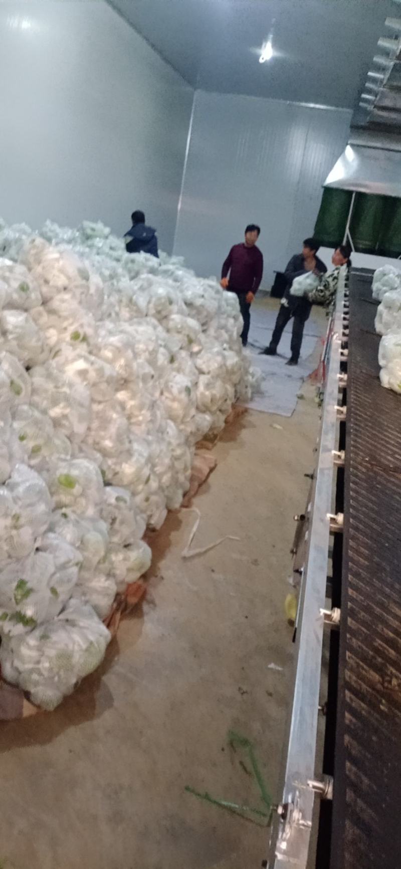 精品佛手瓜基地直供一手货源大量上市欢迎采购
