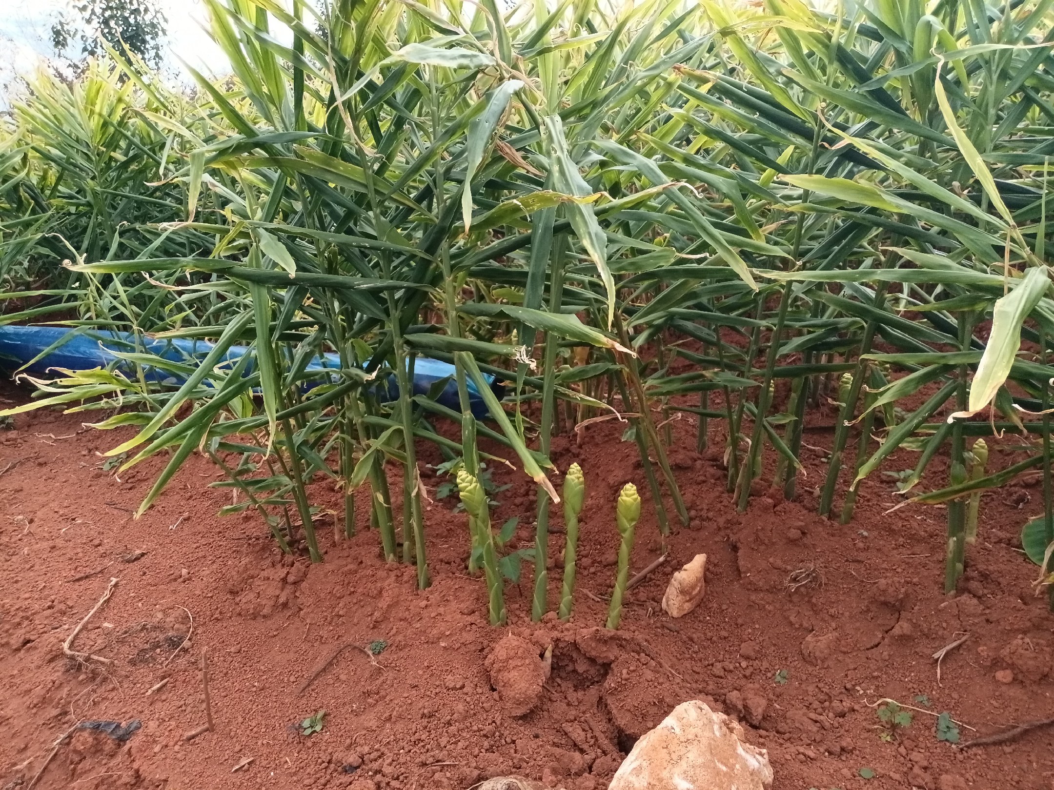 展示生姜种植区安装诱虫灯进行绿色防控 生姜地头设置诱虫灯