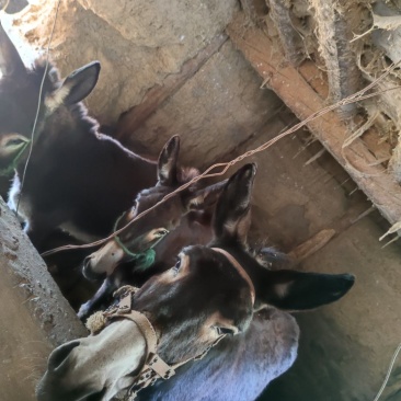 毛馿5头2母怀仔1公其余母只能云南附近自取不包邮