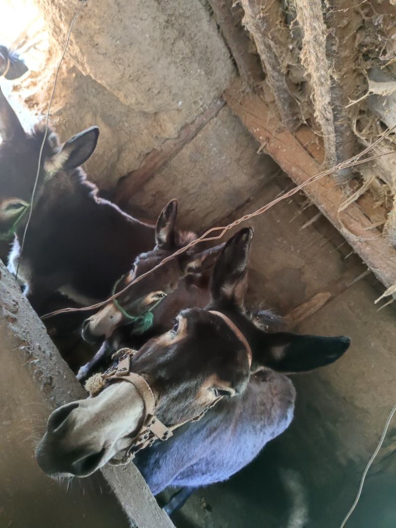 毛馿5头2母怀仔1公其余母只能云南附近自取不包邮