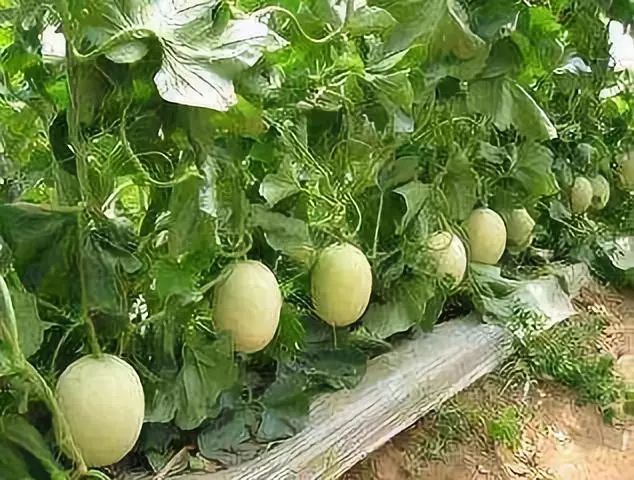 展示一个完整成熟的脆甜瓜,表皮金黄光滑,果型圆润饱满 脆甜瓜整体外观