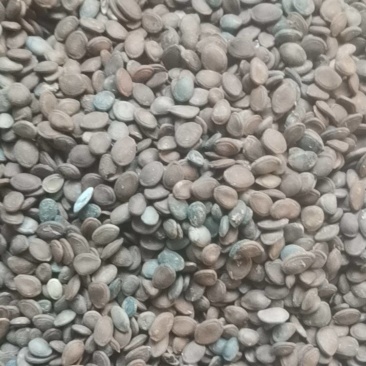 瓜蒌子，中药材瓜子，非人工种植，几个品种混一起的