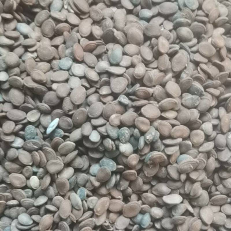 瓜蒌子，中药材瓜子，非人工种植，几个品种混一起的