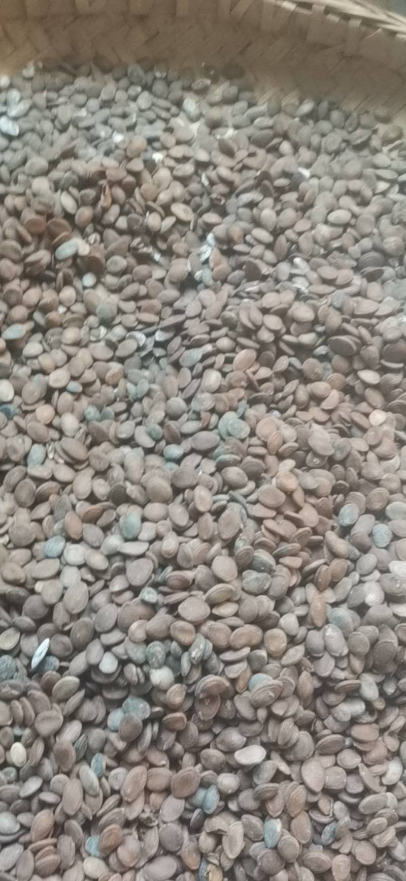 瓜蒌子，中药材瓜子，非人工种植，几个品种混一起的