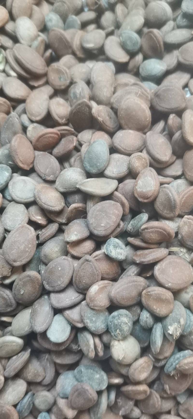 瓜蒌子，中药材瓜子，非人工种植，几个品种混一起的