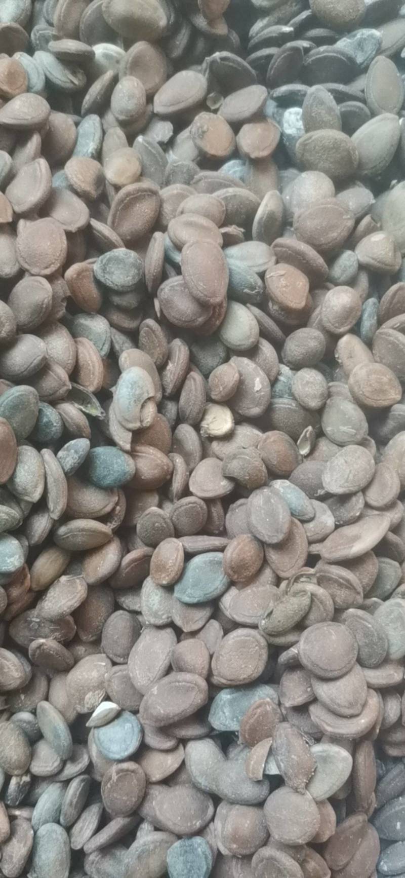 瓜蒌子，中药材瓜子，非人工种植，几个品种混一起的