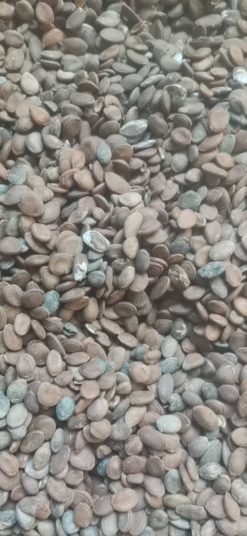 瓜蒌子，中药材瓜子，非人工种植，几个品种混一起的