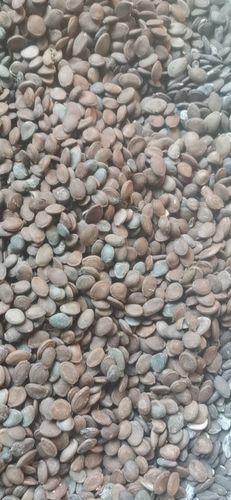 瓜蒌子，中药材瓜子，非人工种植，几个品种混一起的