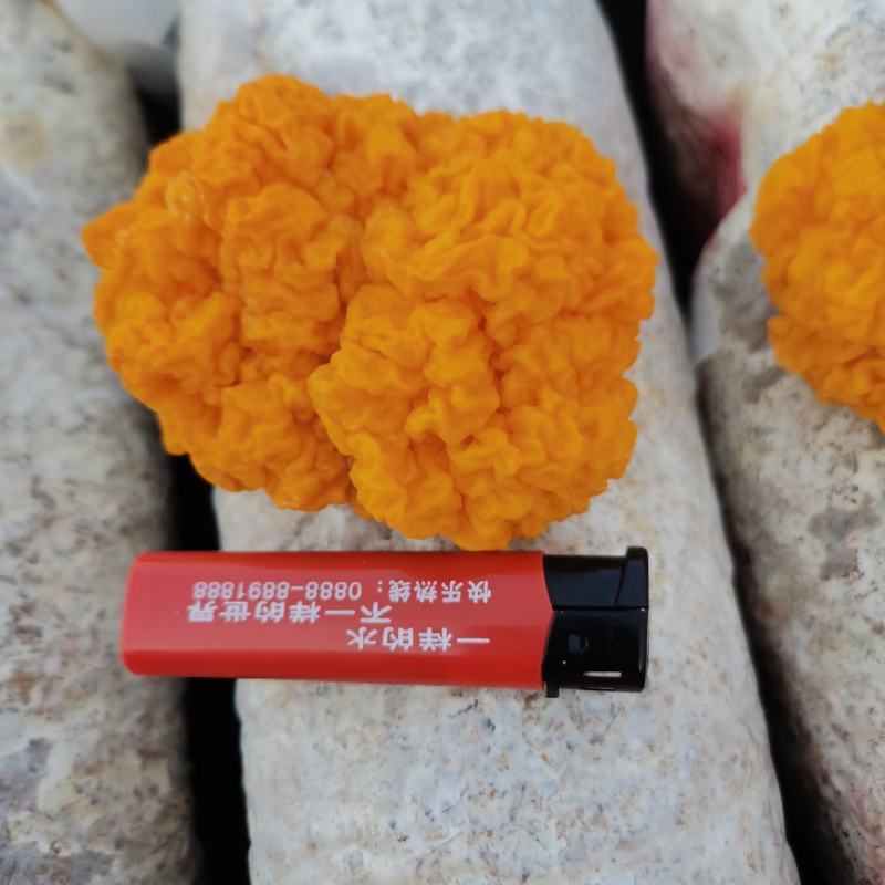 云南新鲜金耳基地大货直达