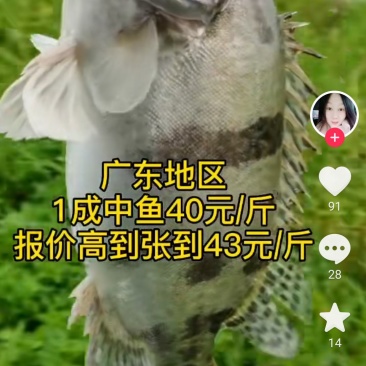 鳜鱼