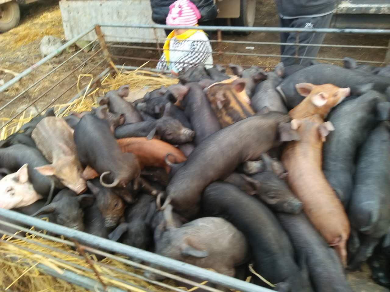 外三元仔猪养殖场景