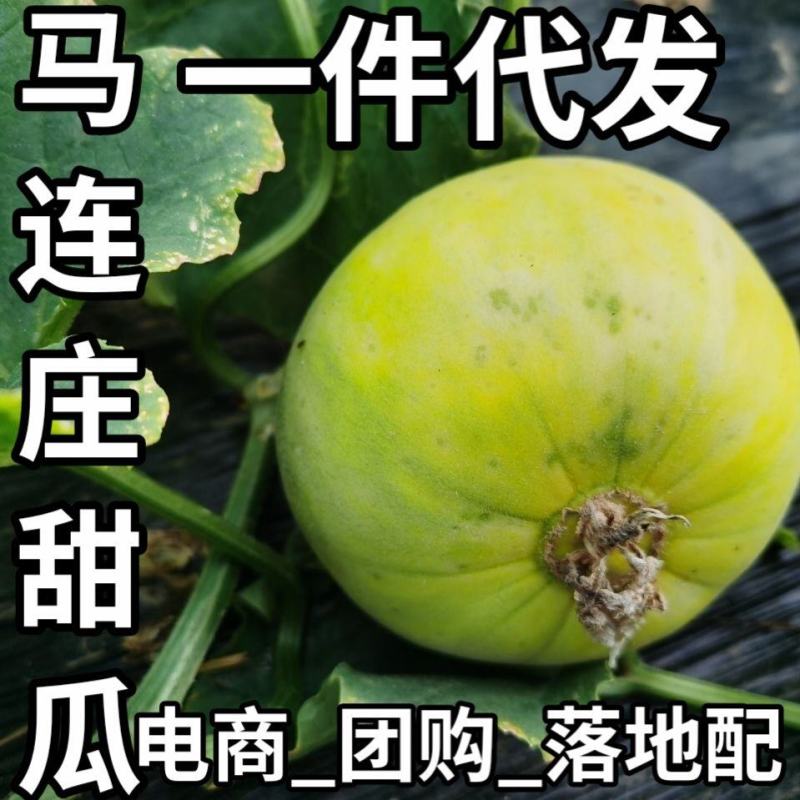 马连庄甜瓜【代办】甜宝甜瓜，已经大批量上市，要的老板联系