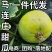 马连庄甜瓜【代办】甜宝甜瓜，已经大批量上市，要的老板联系