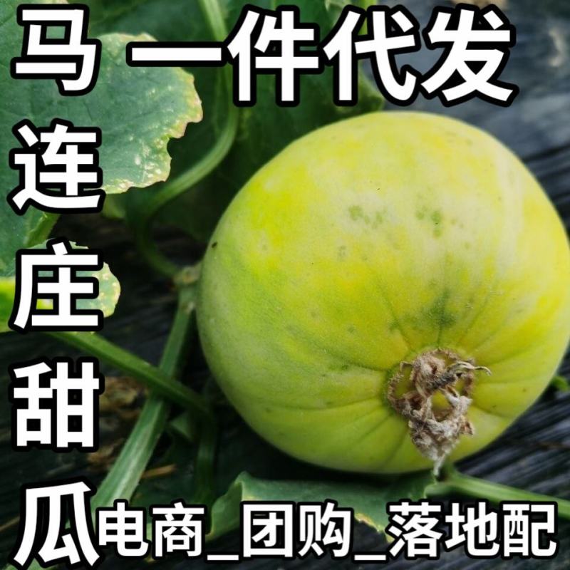 马连庄甜瓜【代办】甜宝甜瓜，已经大批量上市，要的老板联系