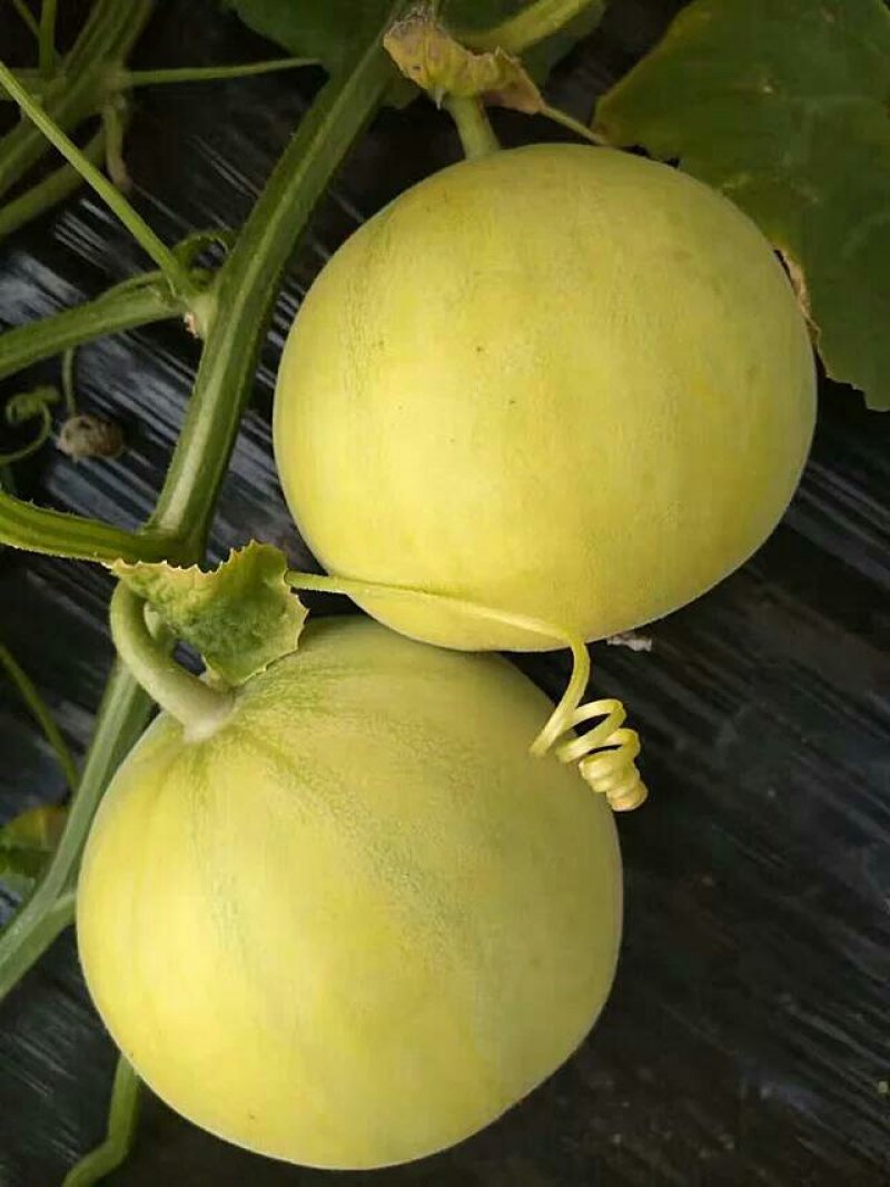 马连庄甜瓜【代办】甜宝甜瓜，已经大批量上市，要的老板联系