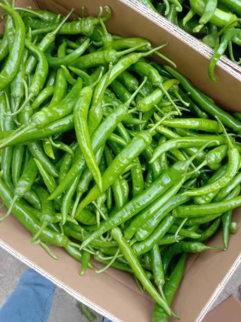 广西精品二号杭椒大量上市了，表皮软靓，长条大个均匀