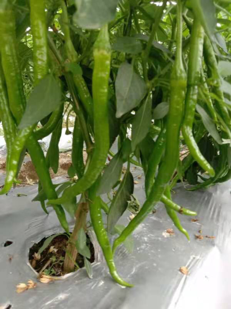 广西精品二号杭椒大量上市了，表皮软靓，长条大个均匀