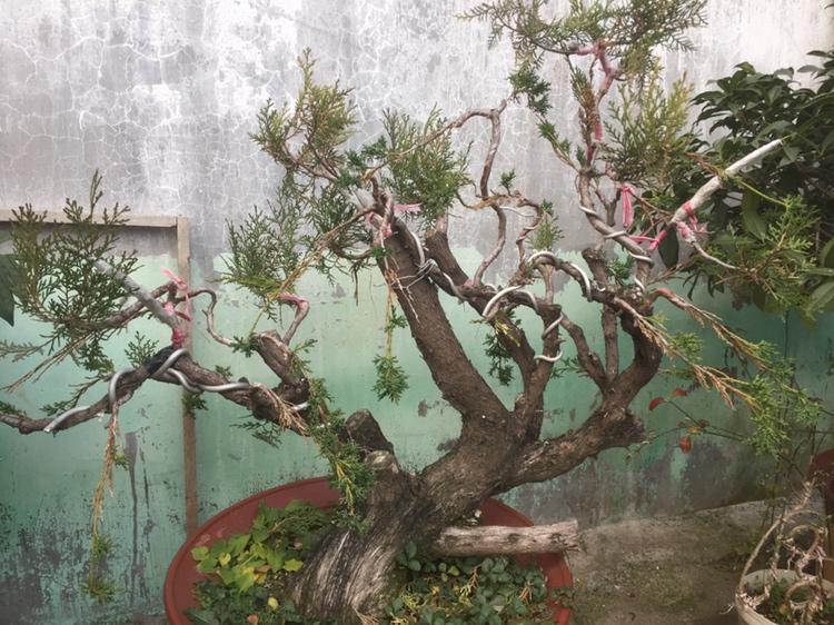 一座古老庭院中的大型侧柏树,树干粗壮,树皮纵向撕裂呈条片状,枝干虬曲苍劲,树冠呈不规则伞形。阳光透过树叶洒下斑驳光影,周围有石阶和传统中式建筑背景,体现庄严宁静的氛围 古侧柏景观图