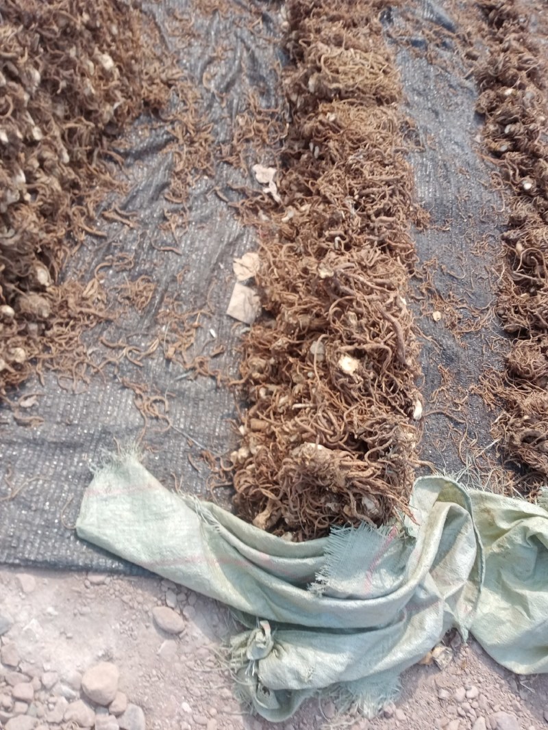 基地直供，鲜，干当归，承接全国各地批发商超市场