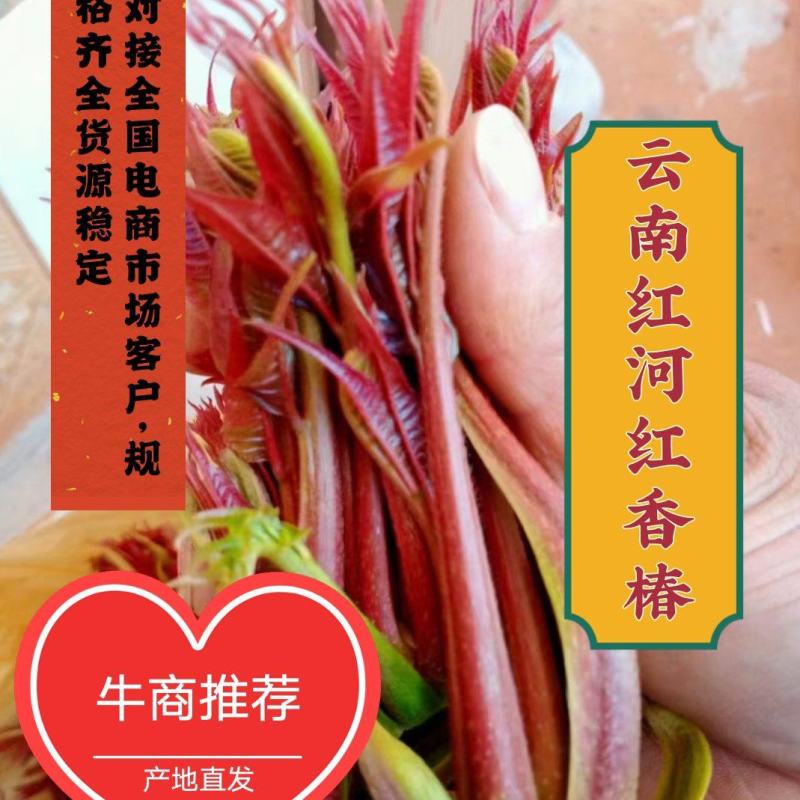 云南红河红香椿现摘现发，对接全国电商市场客户