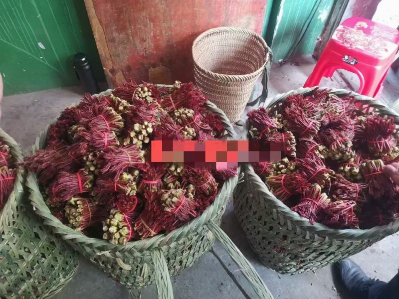 云南红河红香椿现摘现发，对接全国电商市场客户