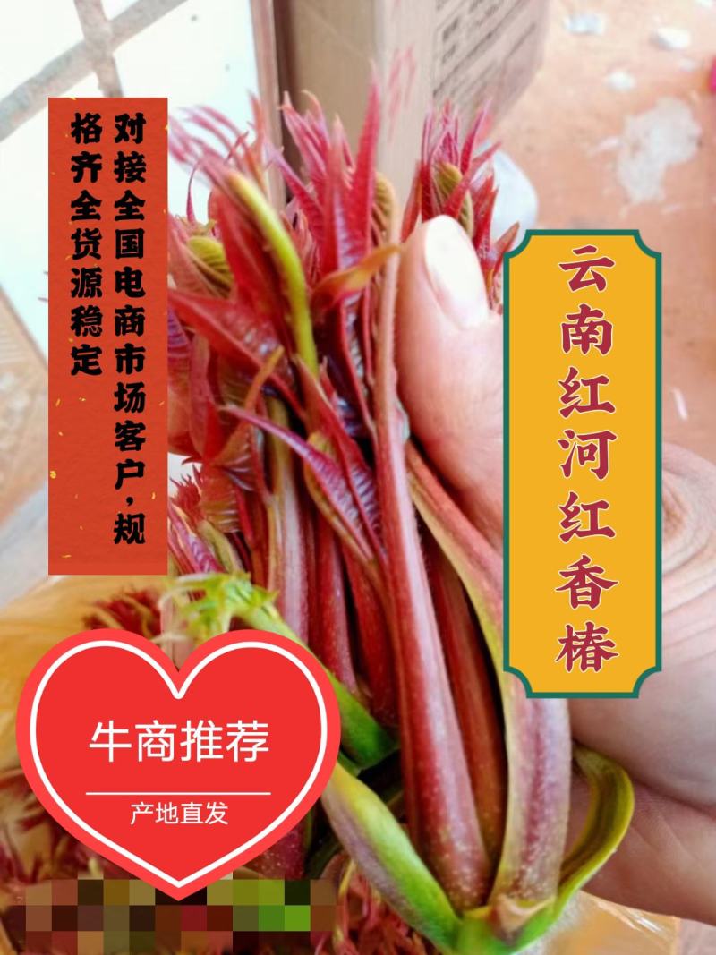 云南红河红香椿现摘现发，对接全国电商市场客户