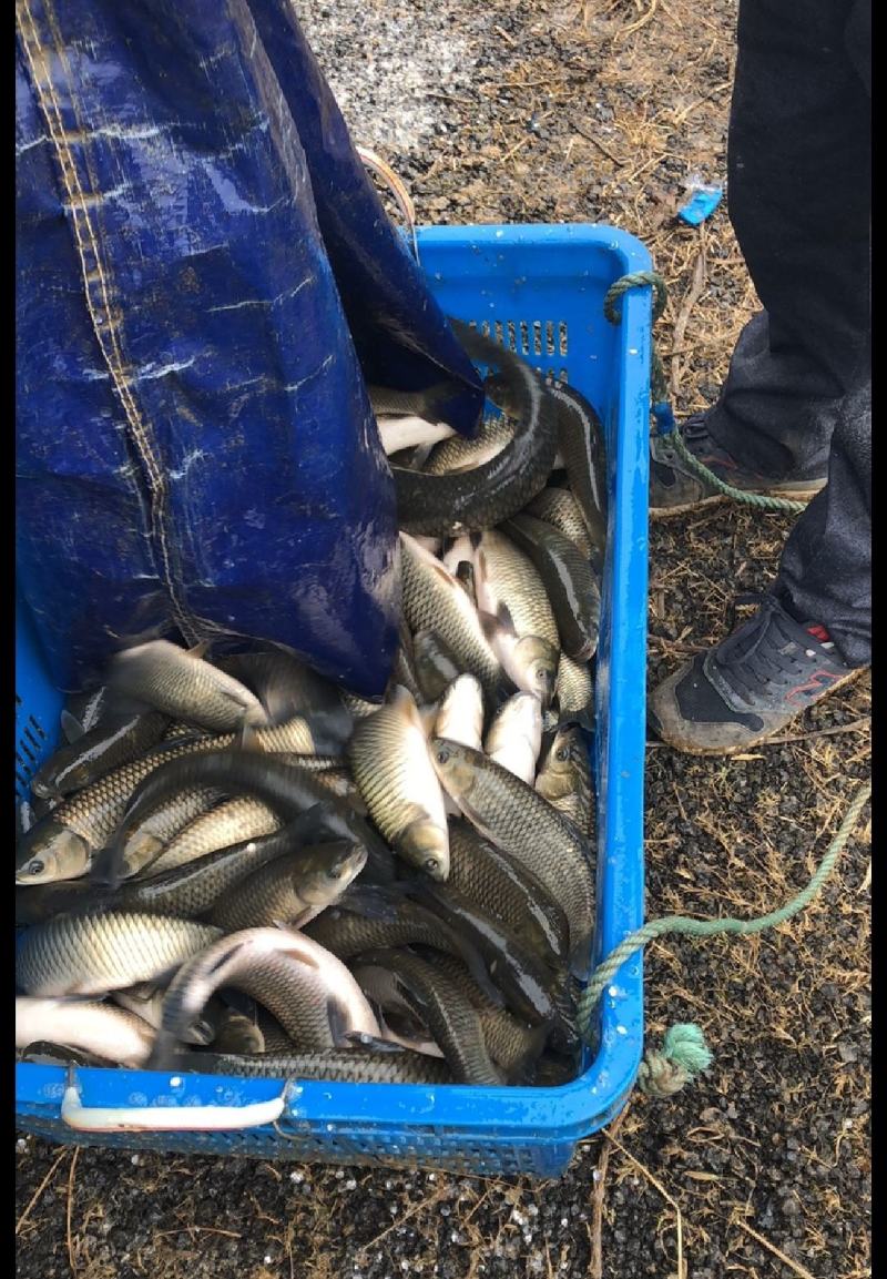 抗病毒二龄草鱼，成活率高，一件也是批发价，可配送
