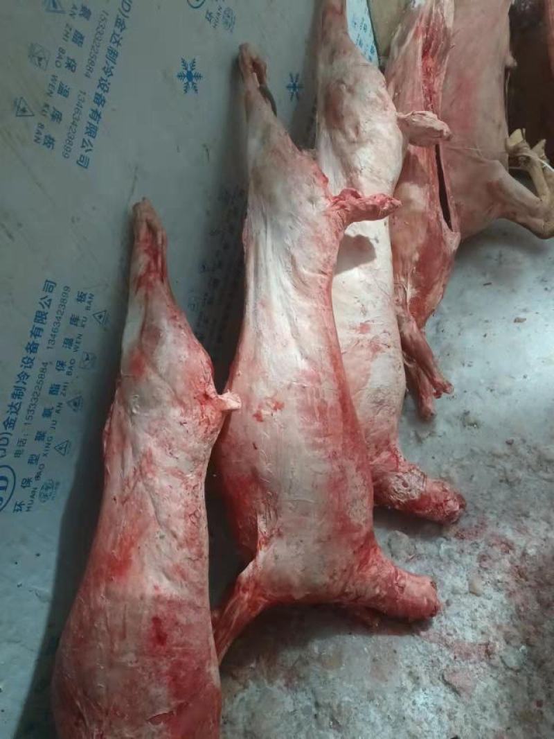 羊白条羊酮体11元一斤，大量现货，支持样品，可定制
