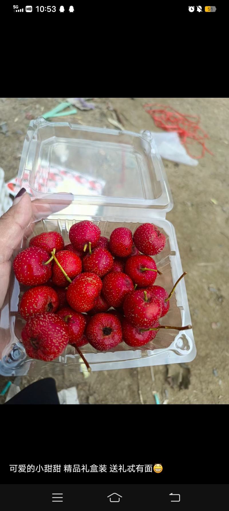 甜红子山楂，产地山东口感好，颜色红
