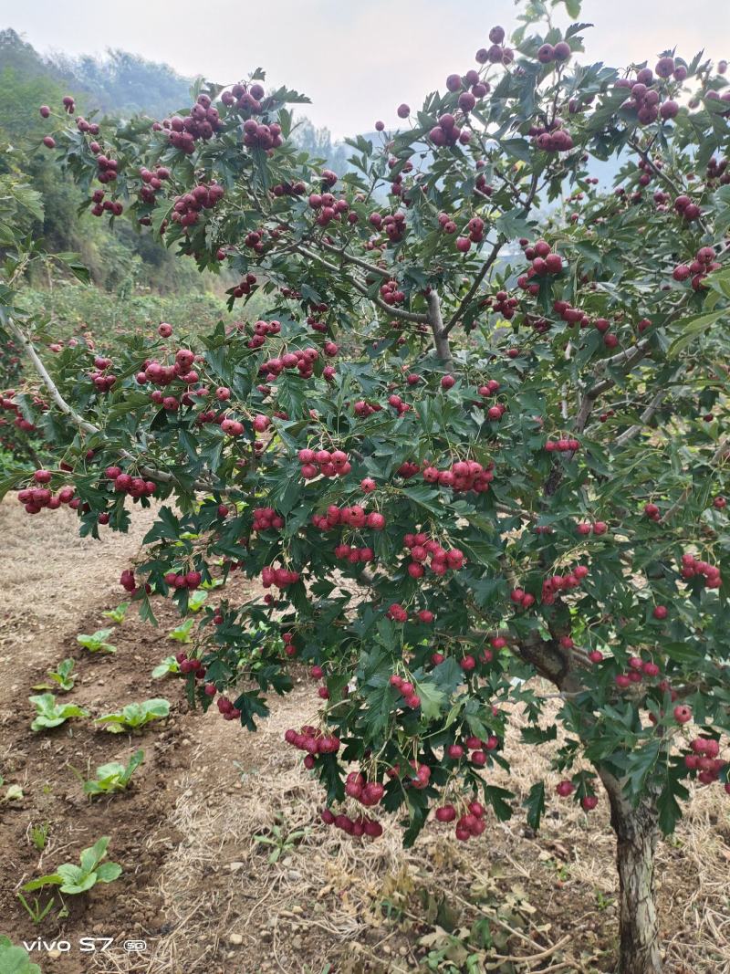 甜红子山楂，产地山东口感好，颜色红