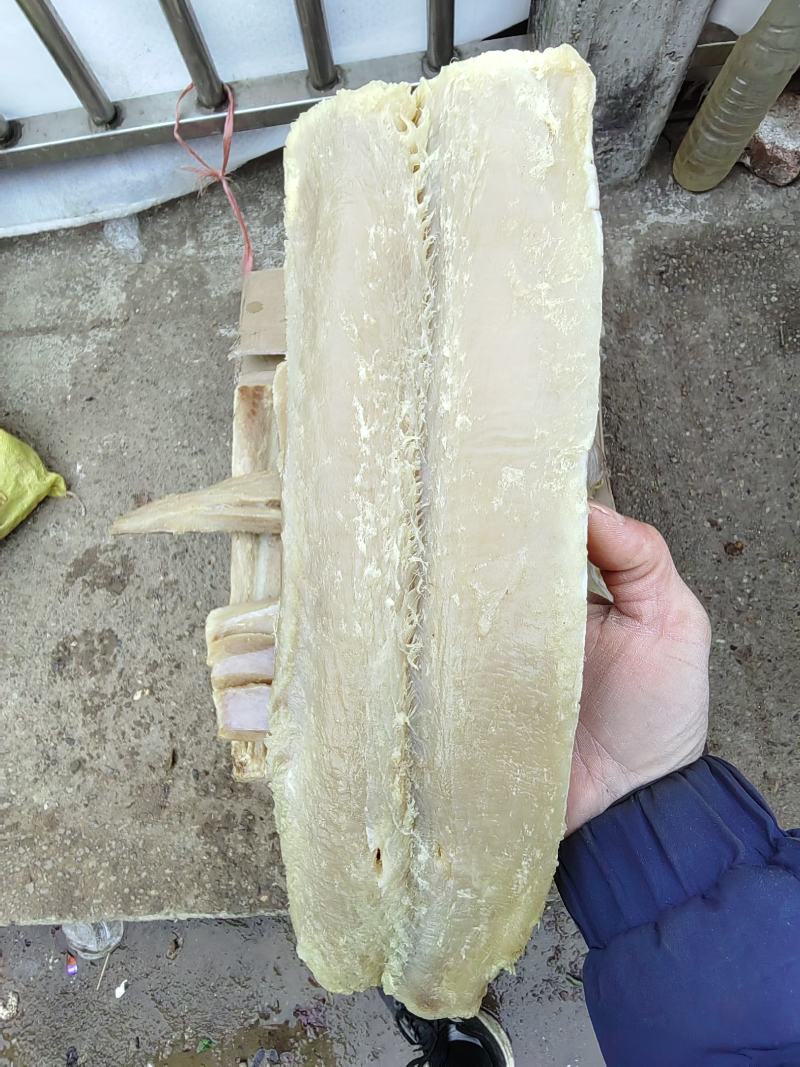 鲨鱼肉干鲨鱼干鲨鱼肉条干货味道香鱼肉干货一家老少可食用
