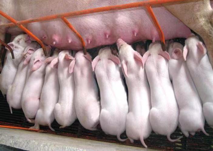 初生仔猪人工喂养操作现场