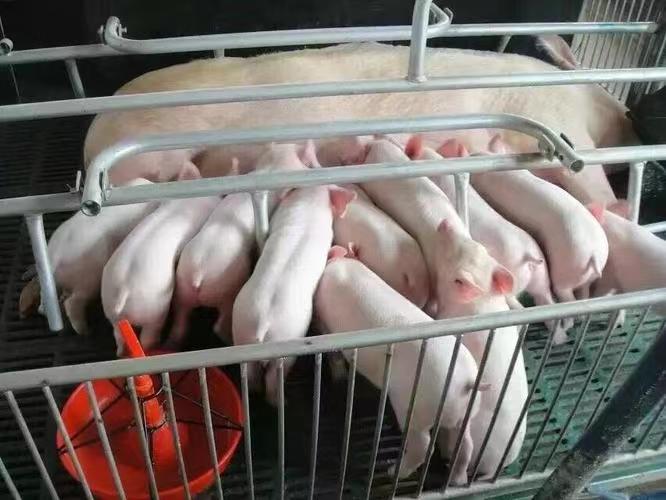 三元仔猪在现代化猪舍中健康成长