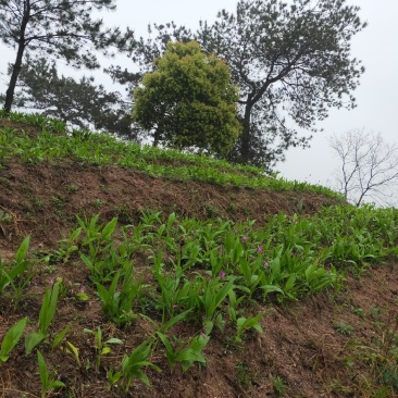 出售白芨苗和棕包树苗