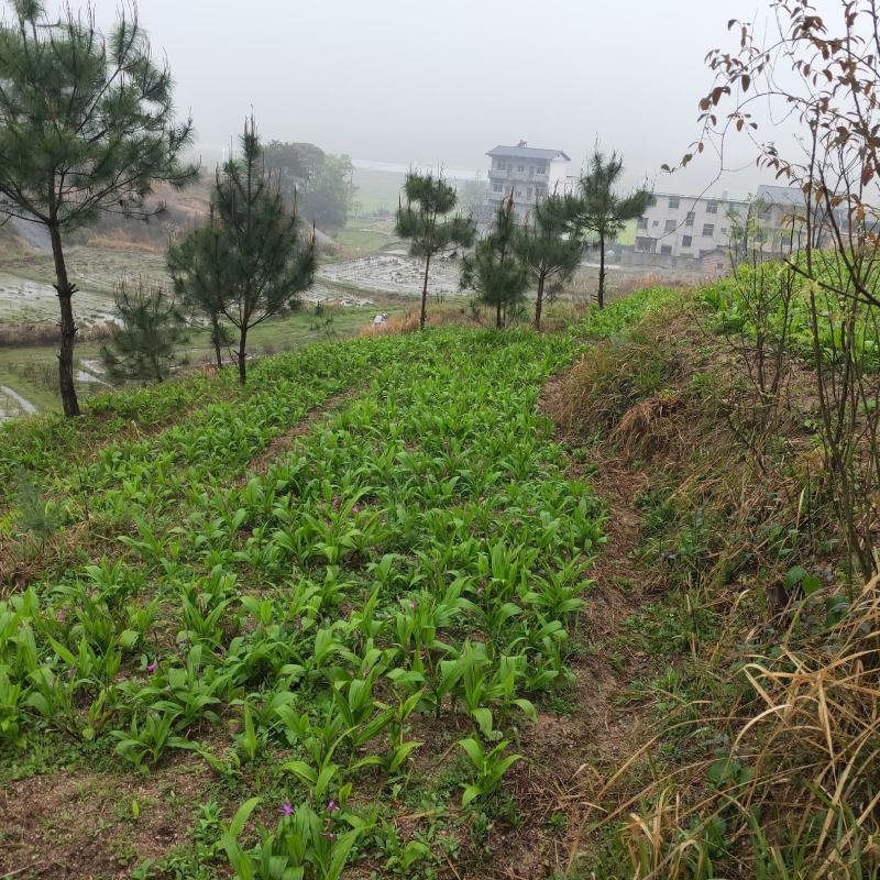 出售白芨苗和棕包树苗
