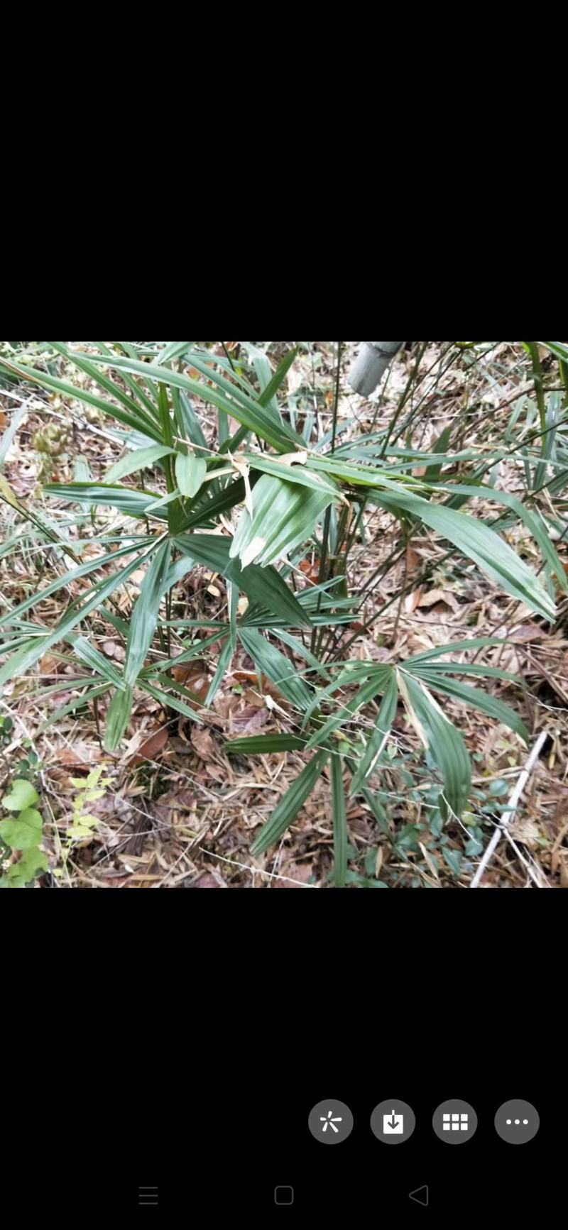 出售白芨苗和棕包树苗