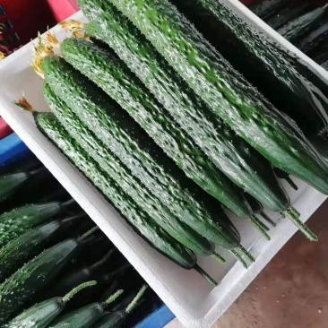 云南刺黄瓜