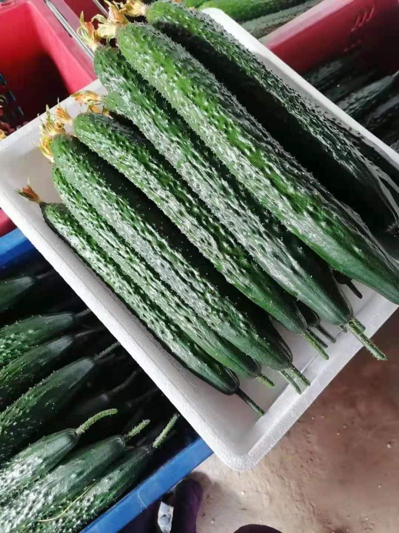 云南刺黄瓜