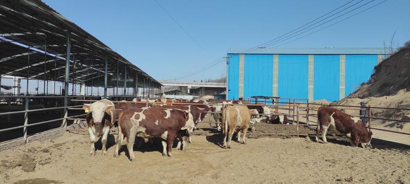 三门峡西门塔尔育肥牛质量保证，可视频看货欢迎来电