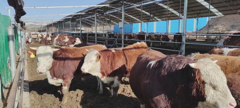 三门峡西门塔尔育肥牛质量保证，可视频看货欢迎来电