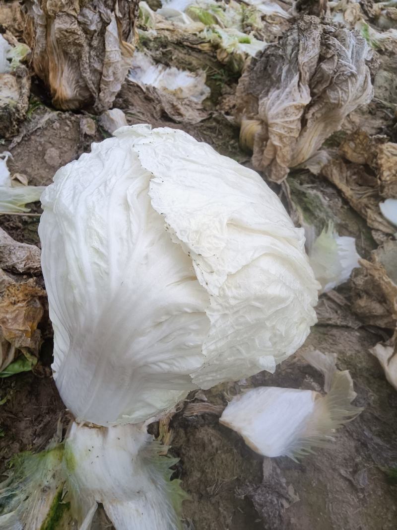 白菜供应