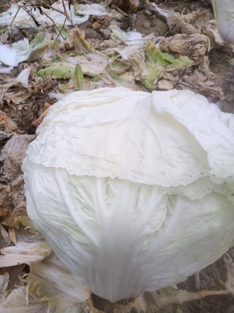 白菜供应
