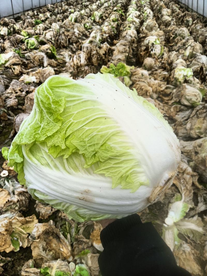 白菜供应