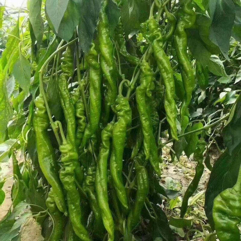 【螺丝椒苗】厂家直供保证质量数量保活诚信经营！