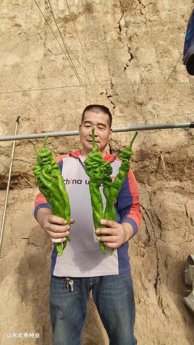 【螺丝椒苗】厂家直供保证质量数量保活诚信经营！