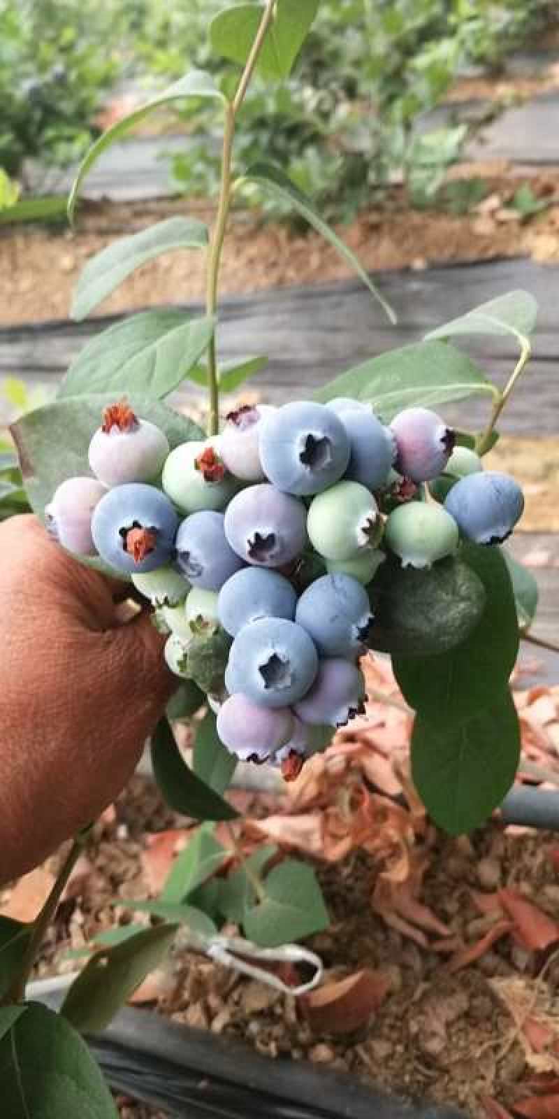 山东蓝莓果粉好，口感甜，有冷库包装一条龙服务，真诚为你服