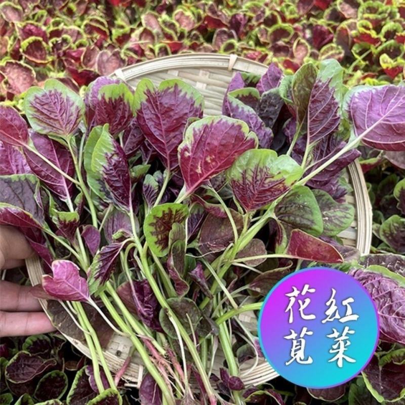 苋菜种子高产红苋菜种子绿领花红苋菜圆叶苋菜四季蔬菜种子