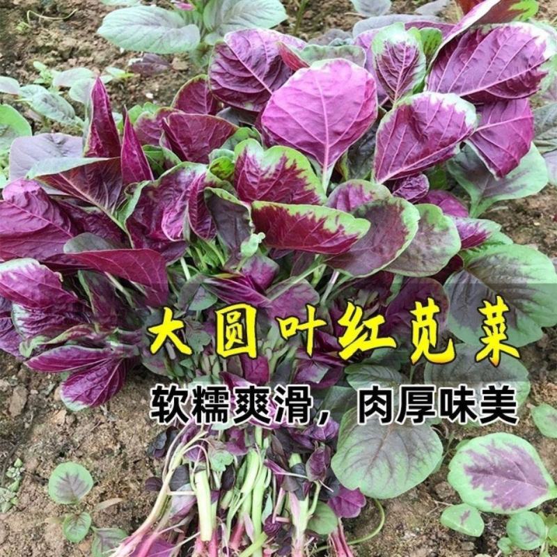 苋菜种子高产红苋菜种子绿领花红苋菜圆叶苋菜四季蔬菜种子