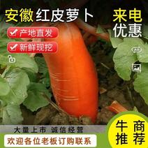 【精品】安徽红皮萝卜个大水足光滑无空心品质保证量大从优